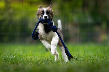 Border Collie female crossbreed playing with a toy in the garden