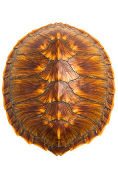 Beautiful turtle shell showcasing intricate natural patterns isolated on a transparent background