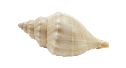 Isolated Conch Shell