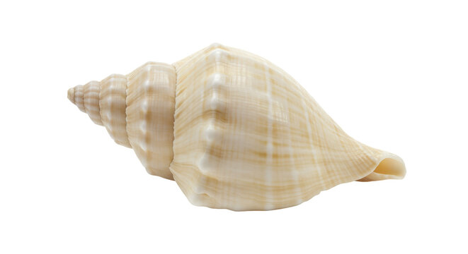 Isolated Conch Shell