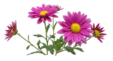 Isolated Pink Chrysanthemum Flowers