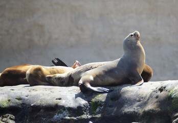 Sea lion rests on rocks overlooking the sea in the gulf of puerto piramides, in argentine patagonia