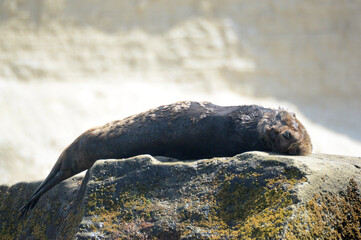 Sea lion rests on rocks overlooking the sea in the gulf of puerto piramides, in argentine patagonia