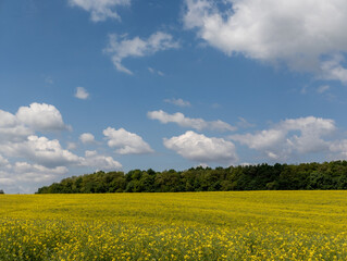 A field of yellow flowers under a blue sky with white clouds