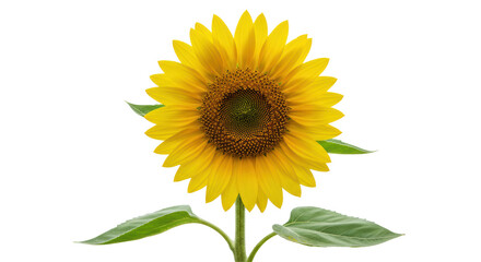 Isolated Sunflower