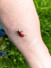 A small red bug sitting on a person's arm