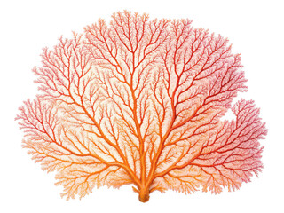 Fototapeta premium Branching coral png reef coral png underwater branching coral png marine organism png coral reef species png oceanic coral png tropical coral png transparent background image