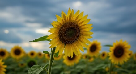 Close-up of a vibrant sunflower in a field under a dramatic cloudy sky, symbolizing hope and natural beauty