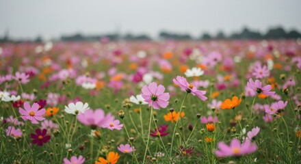 Expansive field of colorful cosmos flowers under a clear blue sky, symbolizing joy, order, and natural beauty