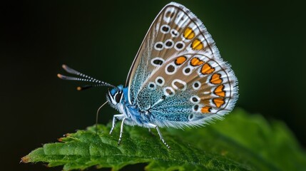 Obraz premium Close-up of a butterfly perched on a leaf. Vibrant blue, brown, and orange wings with intricate patterns. Dark background