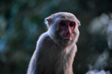 Close-up of a light-furred monkey with a reddish face