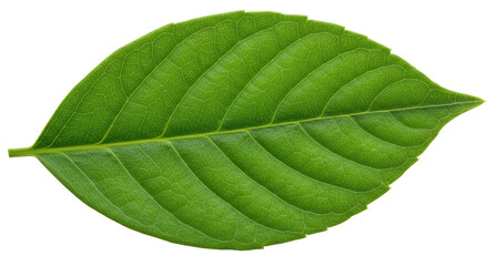 Obraz premium Isolated Green Leaf