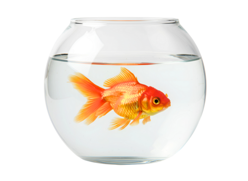 Single goldfish in glass bowl isolated on transparent background - Powered by Adobe