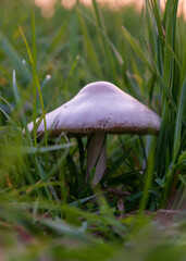 Mushroom with white cap in tall grass, autumn season