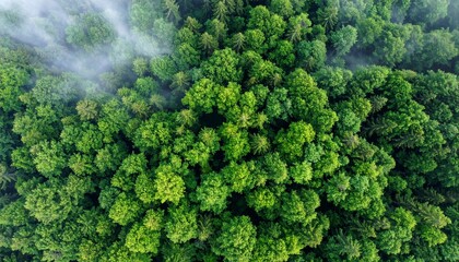 Naklejka premium Forest Canopy with Morning Mist