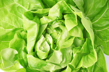 Fresh Boston lettuce as background
