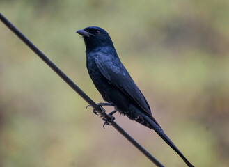 Sleek black drongo perched on a wire, sharp focus against blurred background.