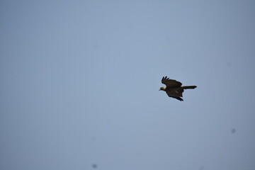 Bird of prey soaring across a clear, pale blue sky.