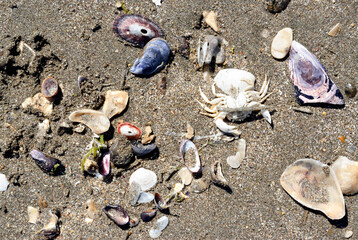 Remains of shells and skeletons of crabs on the sand in the beaches of Puerto Piramide, in Argentine Patagonia