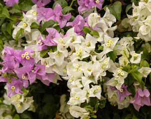 A bunch of flowers with pink and white petals