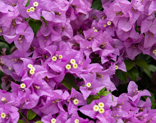 A bunch of purple flowers with yellow centers