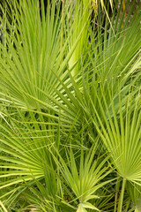 A palm tree with green leaves
