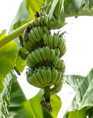 A bunch of green bananas hanging from a tree