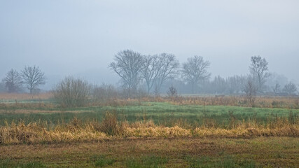 Obraz premium Wetlands with reed and bare trees in the fog in Bourgoyen nature reserve, Ghentm Flanders, Belgium 