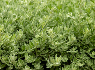 A bush with green leaves