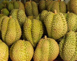 A bunch of green durians with a brown stem