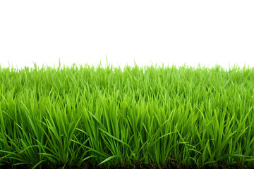 Obraz premium Lush Green Grass Field Transparent Background PNG.