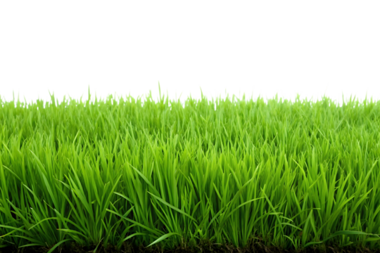 Lush Green Grass Field Transparent Background PNG. - Powered by Adobe