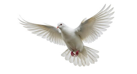 Isolated Dove