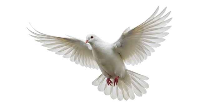 Isolated Dove