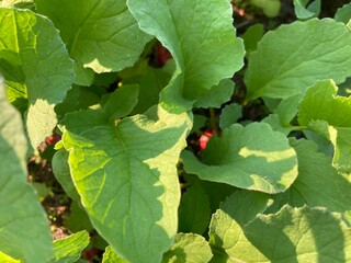 radish plant in the garden
