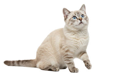 Isolated Cat with Blue Eyes Looking Up