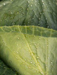 A leaf with water droplets on it