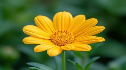 Obraz premium Vibrant yellow flower in close-up