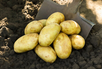Pile of dug potatoes with a shovel close-up, background. Fresh potatoes