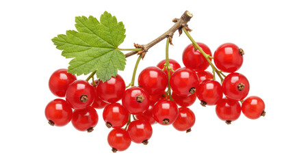 Isolated fresh red currants with leaf