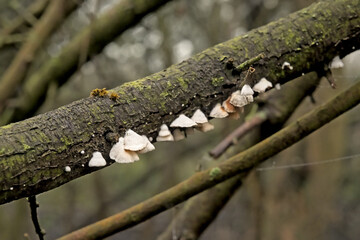 White panellus mitis fungi on a tree trunk, selective focus