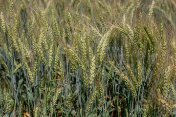 Close-up of a field of green, ripening wheat, with detailed individual ears showing healthy growth and the promise of an abundant harvest