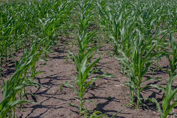 Young corn plants growing in neat, parallel rows in fertile soil under natural daylight,...