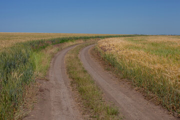 A winding dirt road meanders through expansive fields of golden wheat and barley under a clear blue sky, capturing the serene beauty of a rural agricultural landscape