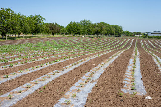 Expansive agricultural field with rows of young plants under plastic mulch and more mature crops beyond, showcasing modern farming techniques under a clear blue sky