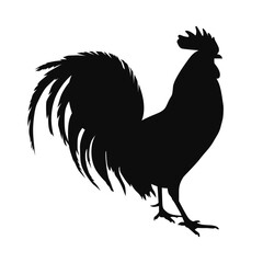 Vector silhouette of a realistic Rooster - black animal illustration, isolated on white background	