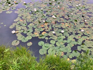 water lilies in the pond