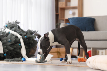 Naughty Staffordshire Terrier with overturned Christmas tree at home