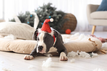Naughty Staffordshire Terrier with Santa hat in messy living room on Christmas eve