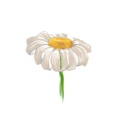 camomile on white backgrounds. Hand drawn daisy.  Pencil drawing 